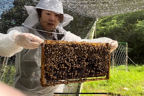 ミツバチの飼育1