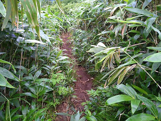 草刈り作業後の白山平瀬登山道