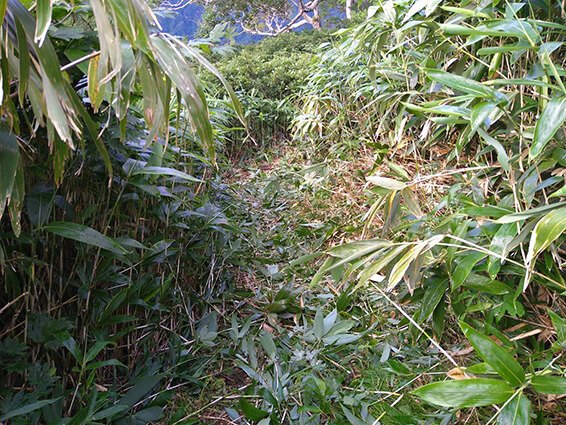 草刈り作業前の白山平瀬登山道