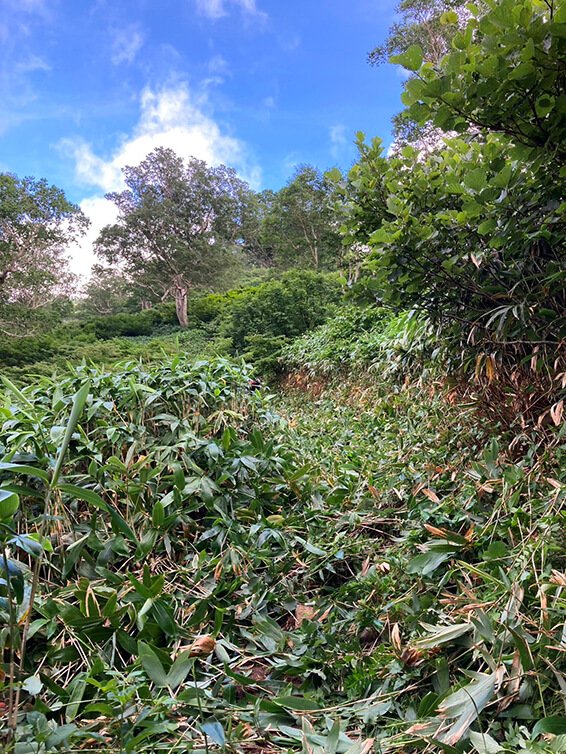 草刈り作業前の白山平瀬登山道