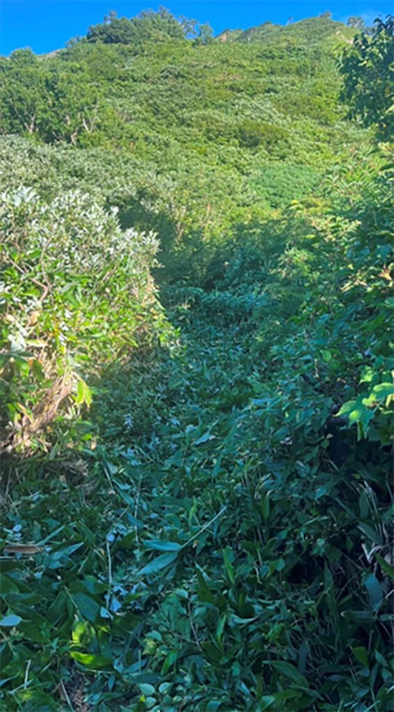 草刈り作業後の白山平瀬登山道