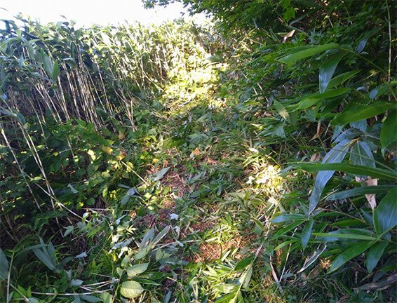 草刈り作業後の白山平瀬登山道